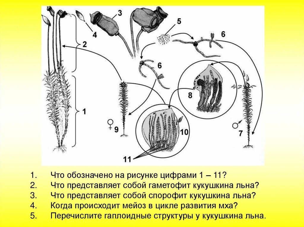 Гаметофит и спорофит рисунок