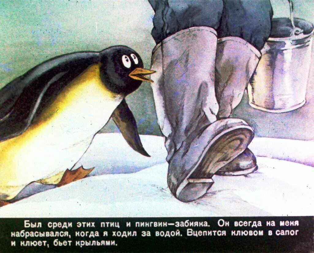 Чтение рассказов про пингвинов снегирева в старшей. Иллюстрации к рассказам Снегирева про пингвинов. Рассказ про пингвинов Снегирев. Г Снегирева про пингвинов рассказ. Пингвины Снегирев Пингвиний пляж.