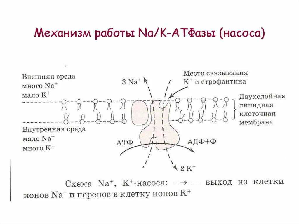 Натрий атф. Механизм действия na k АТФАЗА. Натрий калий АТФАЗА. Натрий калиевый насос. Механизм действия анионной АТФАЗЫ.