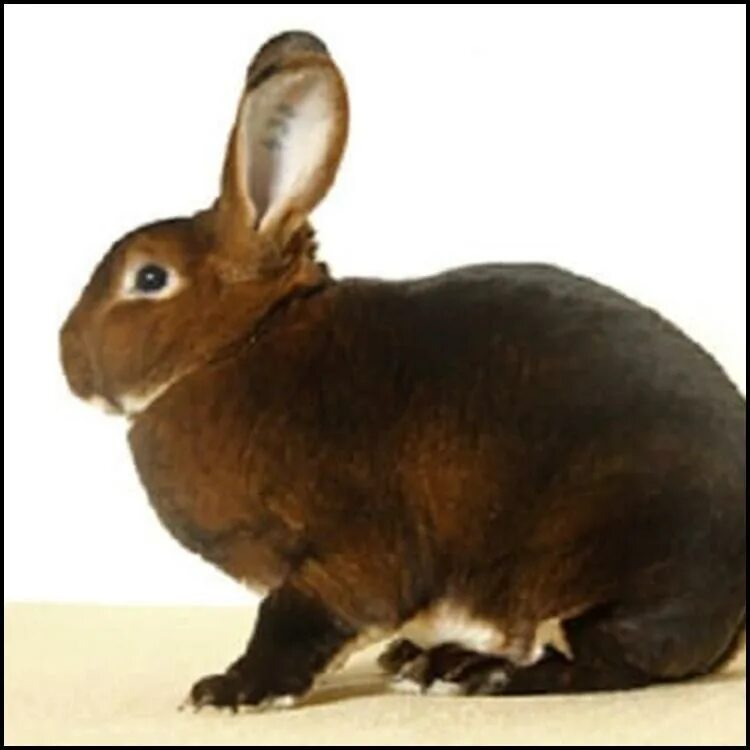 Rabbit type