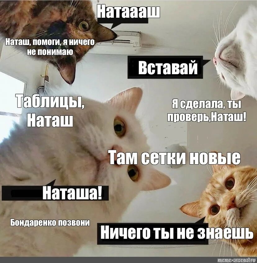 Наташа и коты мемы новое. Популярные мемы с котами. Натаааш Мем. Котик помогите Мем.