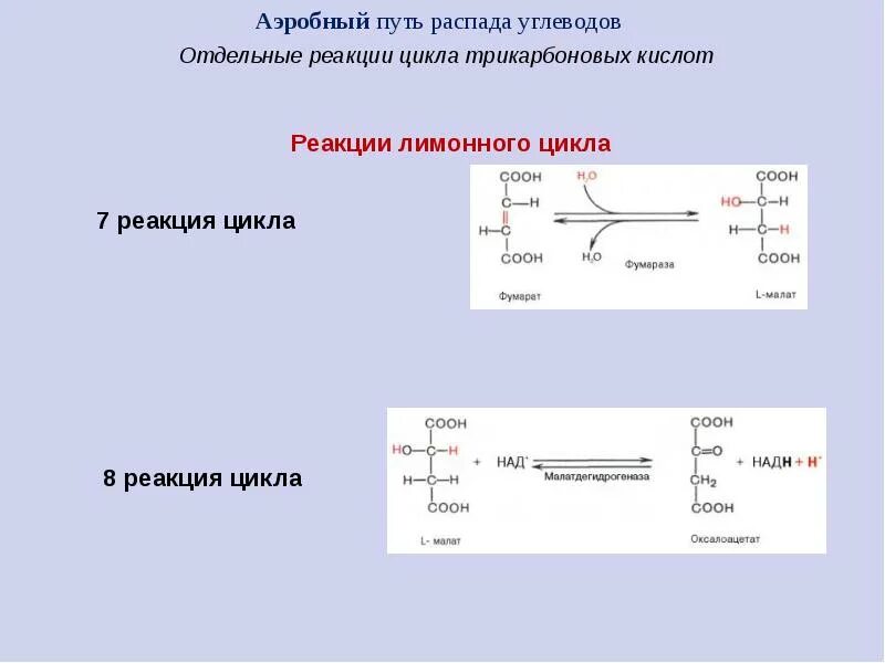 Пути распада. Цикл трикарбоновых кислот реакции. ЦТК биохимия реакции. Аэробный путь распада углеводов биохимия. 8 Реакция цикла трикарбоновых кислот.