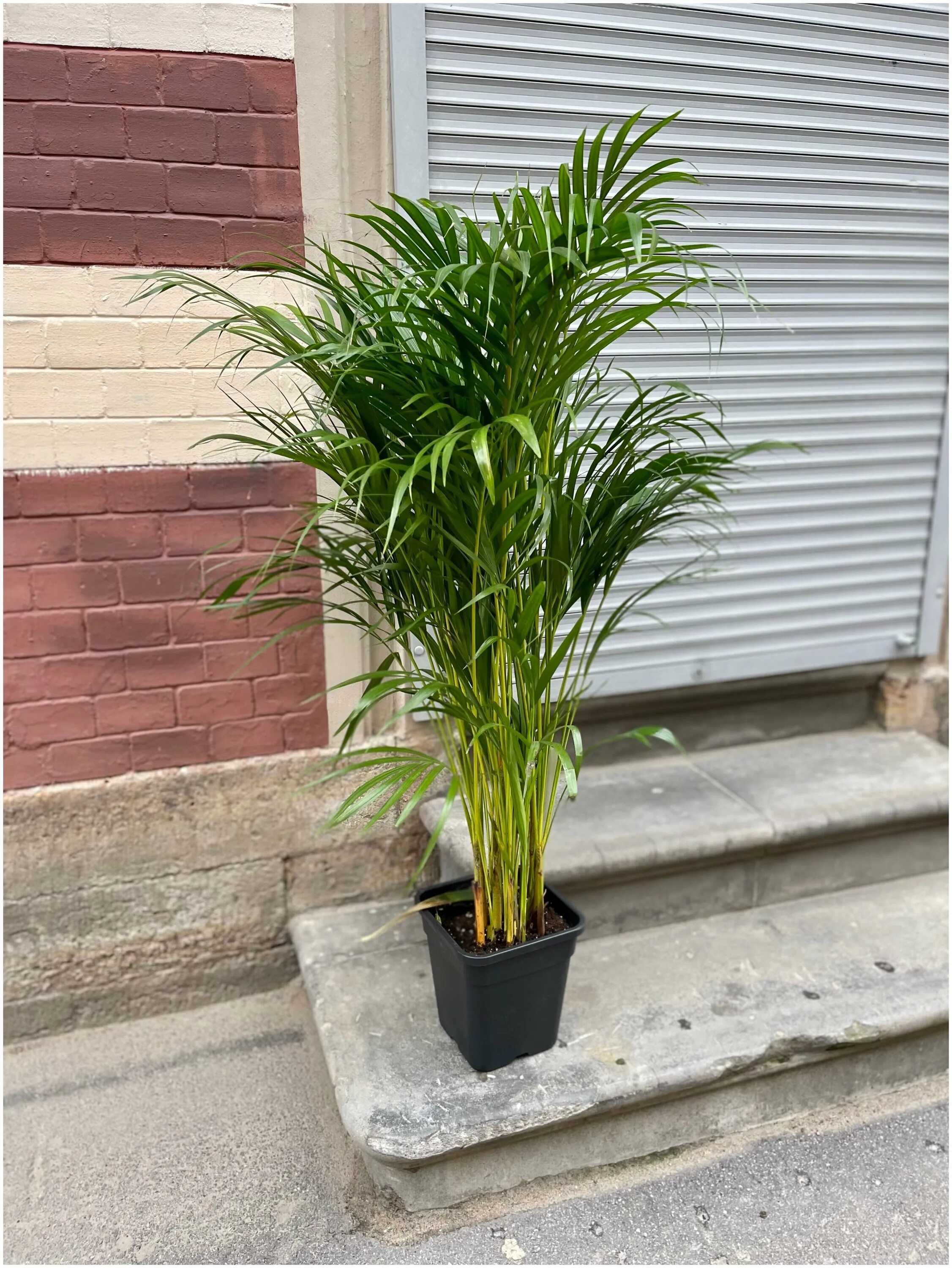 Дипсис 150 50. Пальма арека. Пальма дипсис. Пальма дипсис. Пальма дипсис.