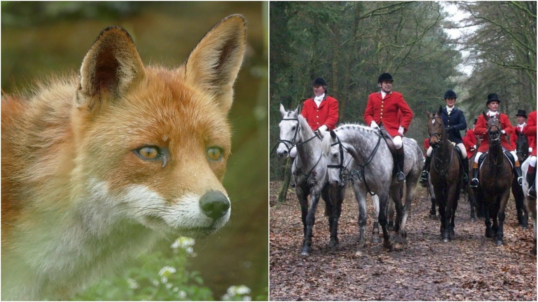 Охота на лис. Охота на Лис в Англии. Fox Hunting – охота на Лис. Верховая езда и охота на Лис в Великобритании. Лисья охота в Англии.