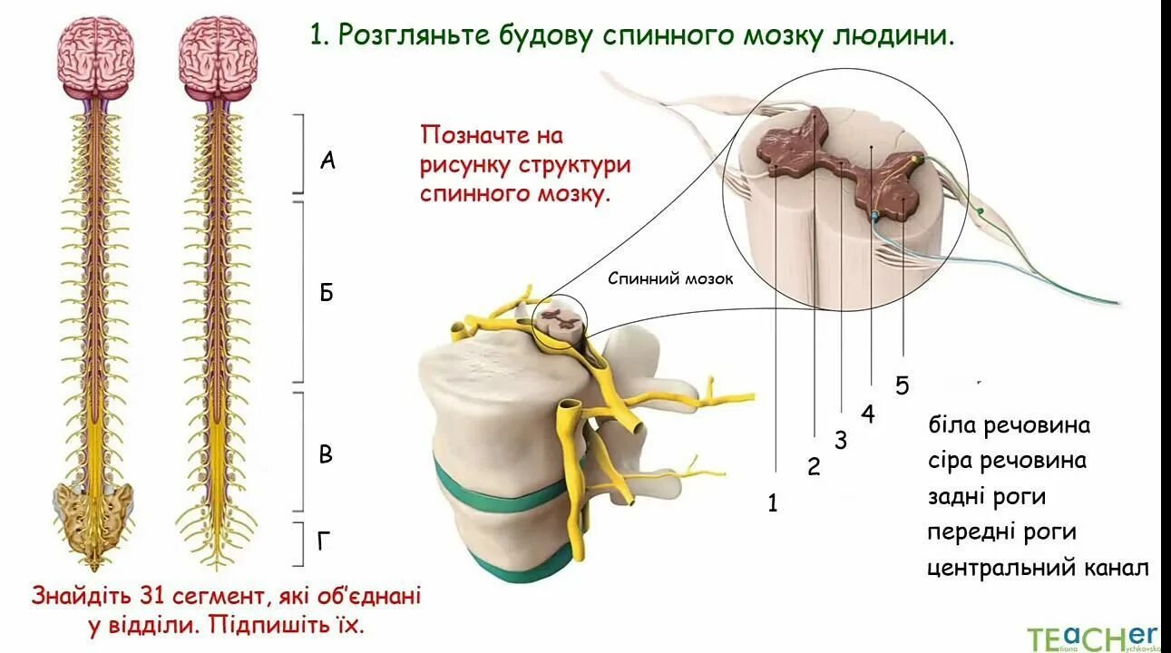 Будову спинного мозку. Спинний мозок. Будова сегменту спинного мозку. Середня оболонка спинного мозку.