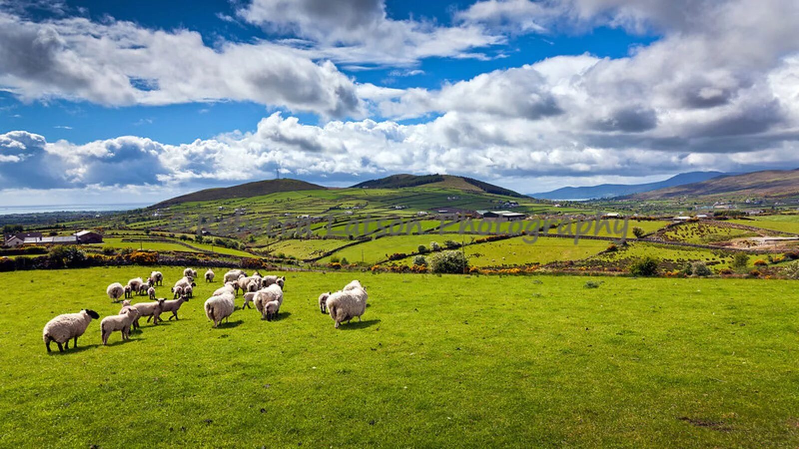 Хозяйства англии. Ферма в шотландии. Сельское хозяйство великобритании. Сельскоетхозяйство великобритании. Животноводство англии.