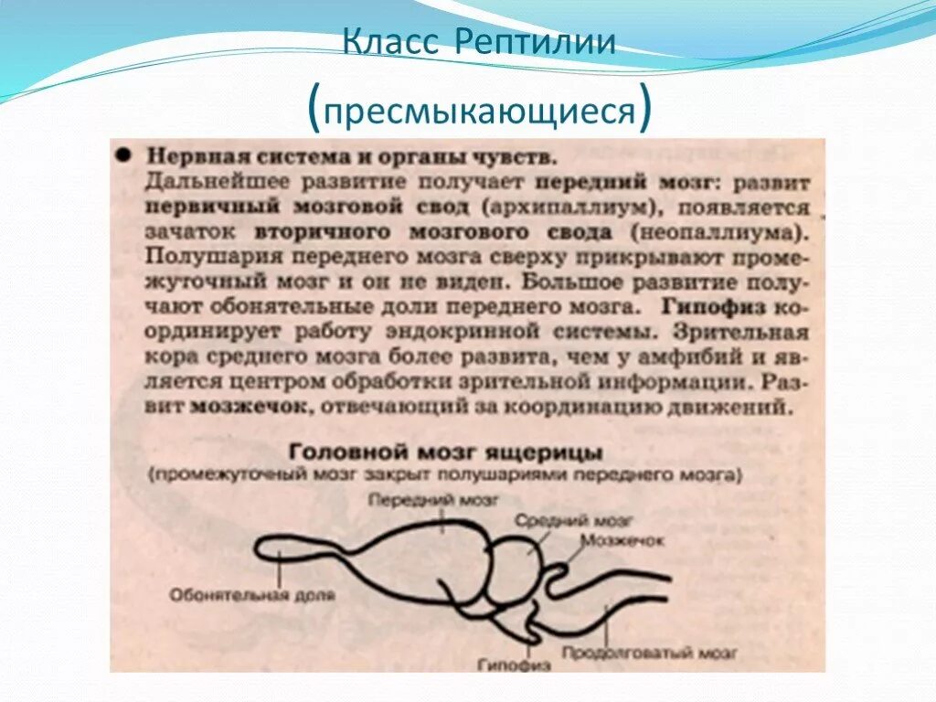 Эволюция органов чувств. Органы чувств пресмыкающиеся. органы чувств пресмыкающихся. органы чувств рептилий. класс пресмыкающиеся органы чувств.