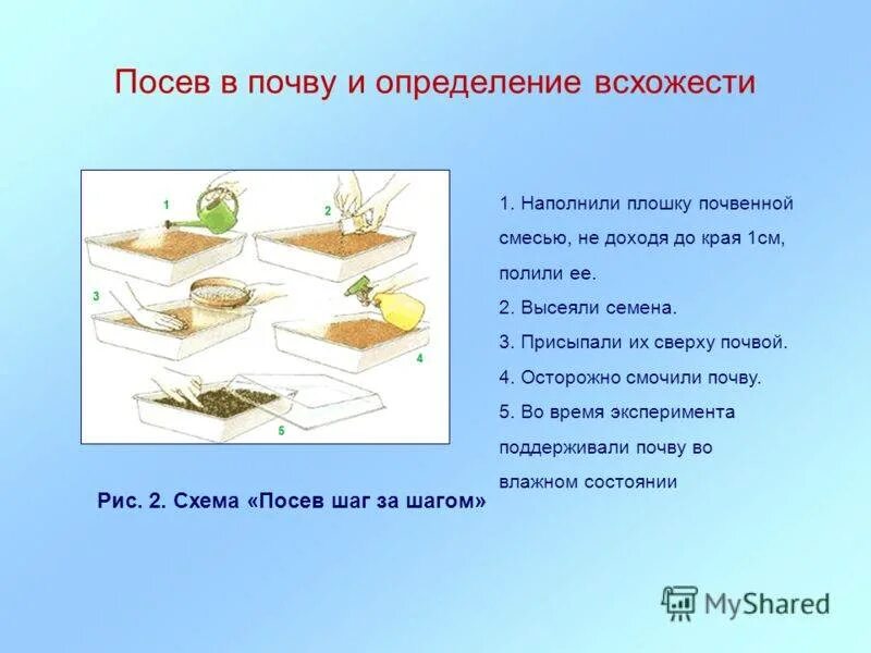 По каким показателям определяют жизнеспособность семян. Условия прорастания семян. Проект прорастание семян. Определение всхожести семян. Лабораторная работа прорастание семян.