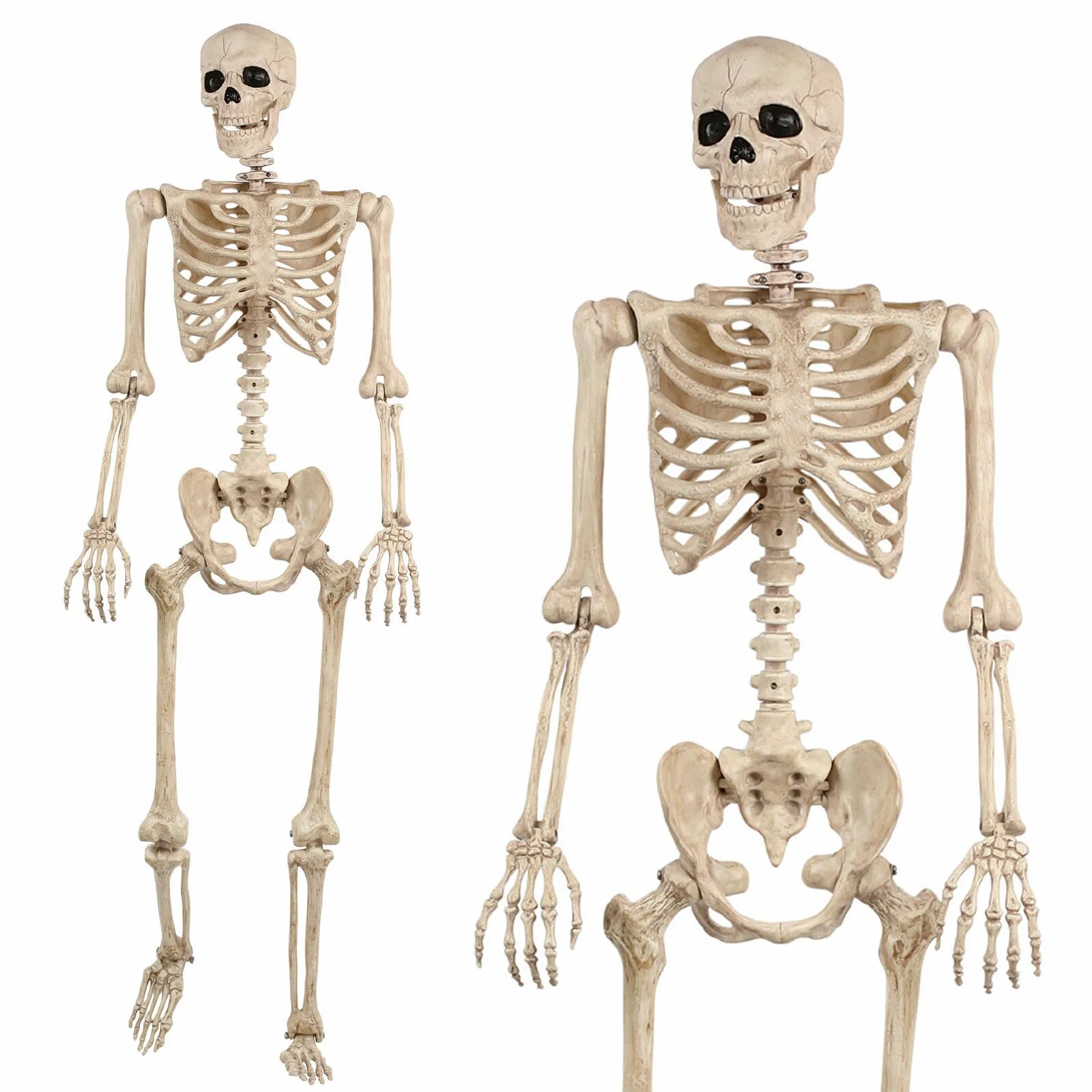 Про скелет человека. Скелет. Скелет человека. Скелет для дошкольников.
