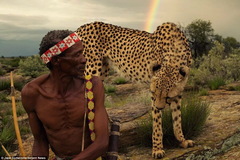 Из сибири в африку ютуб. Африка природа и люди. Прирученный гепард. Саванна и человек.