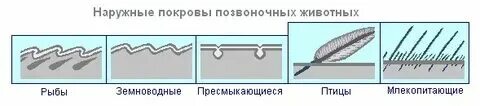 Покровы позвоночных животных представлены одним слоем эпителия