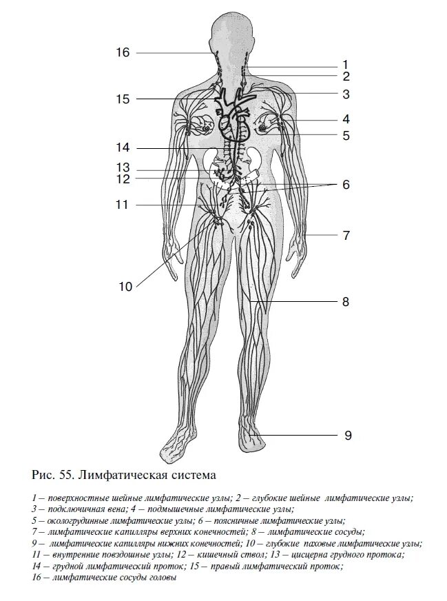 Лимфатическая система человека схема анатомия. Схема строения лимфоидной системы человека. Лимфатическая система человека рис 61. Структура лимфатической системы схема. Лимфоузлы на теле женщины схема