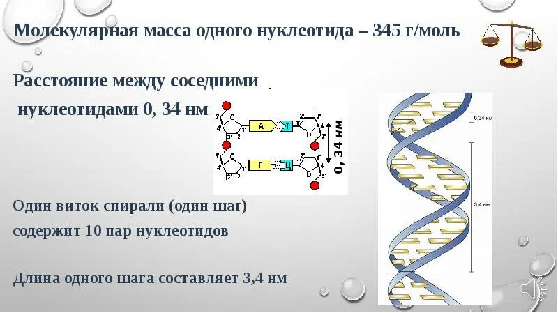 Фрагмент молекулы днк содержит. Молекулярная масса 1 нуклеотида. масса нуклеотида днк. масса 1 нуклеотида в днк. молекулярная масса нуклеотида днк.