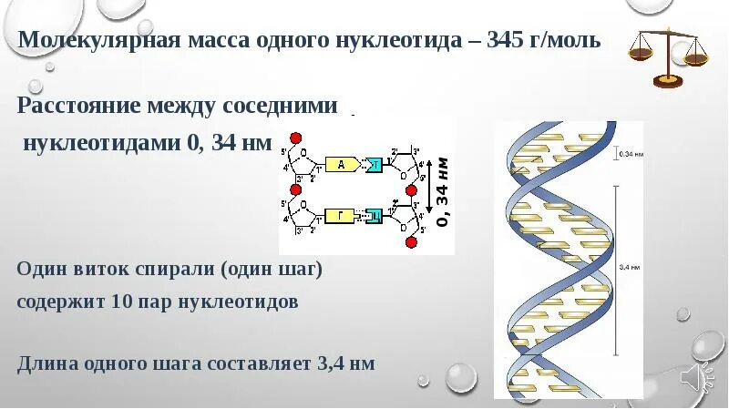 Днк 03.04 2024. Молекулярная масса 1 нуклеотида. Масса нуклеотида ДНК. Масса 1 нуклеотида в ДНК. Масса нуклеотида.