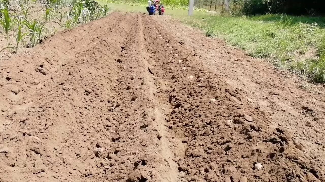 Картошка под плуг мотоблоком. Борозды для картошки. Плуг для посадки картофеля. Картошка под плуг. Плуг для посадки картошки.