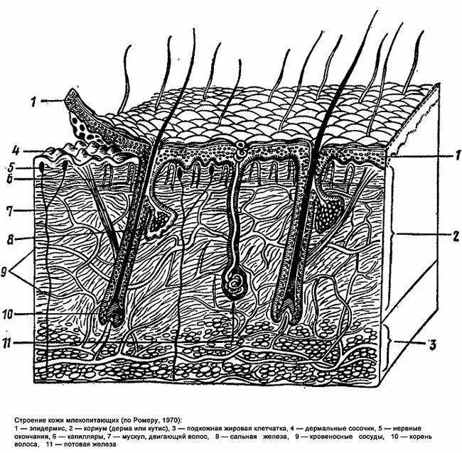 Какая структура кожи мощная у тюленей. Кожный Покров строение кожи анатомия животных. Кожный Покров млекопитающих схема. Кожный Покров класс млекопитающих. Строение кожного Покрова млекопитающих.