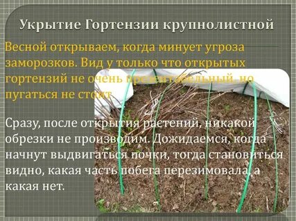 При какой температуре укрывать гортензию
