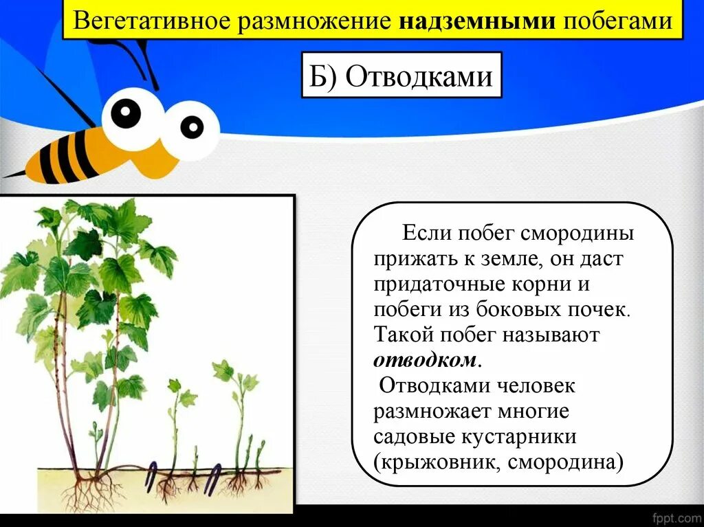 Какие способы размножения надземными побегами вы знаете. Размножение надземными побегами отводки. Вегетативное размножение надземными побегами. Размножение надземными побегами примеры. Способы вегетативного размножения надземными побегами.