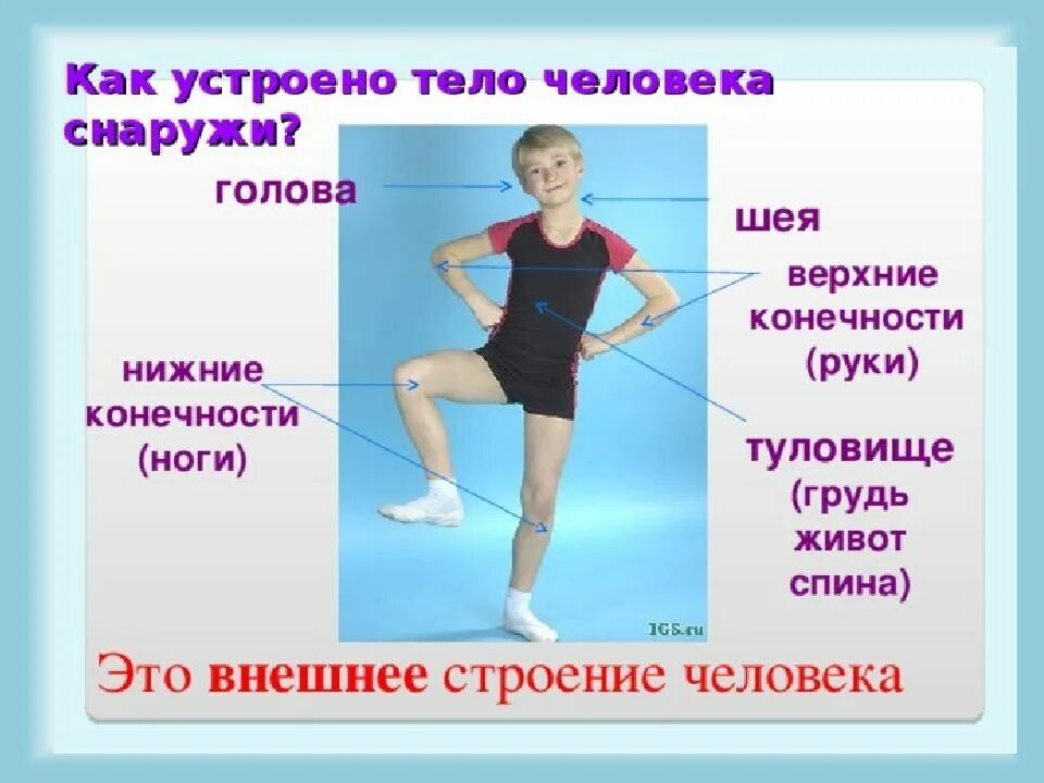 Туловище это. Внешнее строение тела человека. Строение тела человека снаружи. Как устроено тело человека. Как устроено тело человека снаружи.