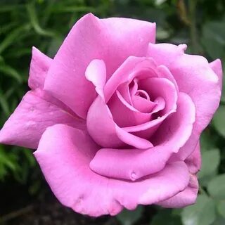Well rose