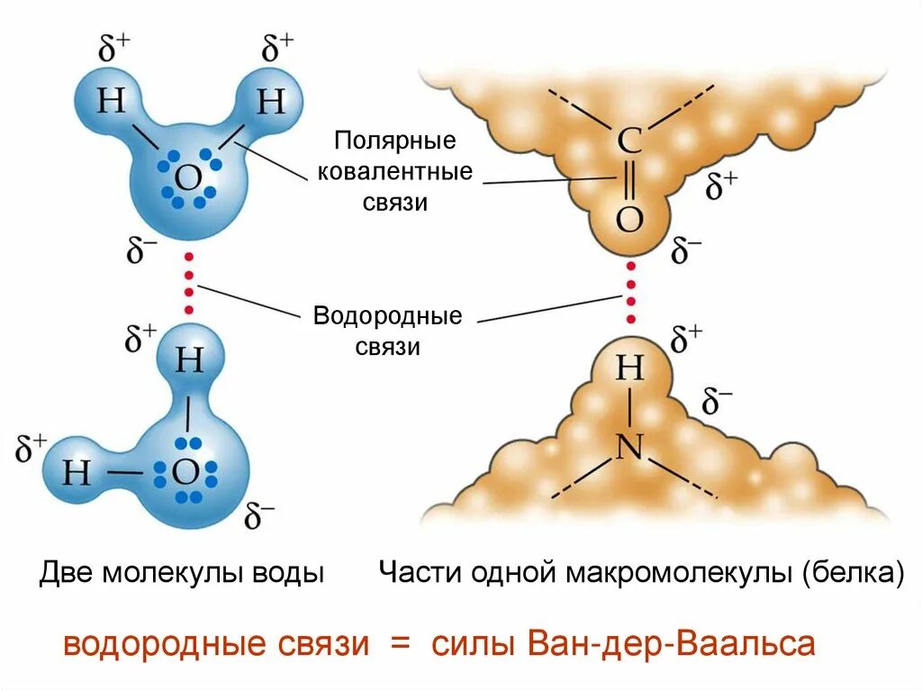 Ковалентная полярная и водородная. Ковалентная связь в молекуле воды. Водородные связи и ковалентные вода. Силы Ван-дер-Ваальса. Водородные связи в молекуле воды.