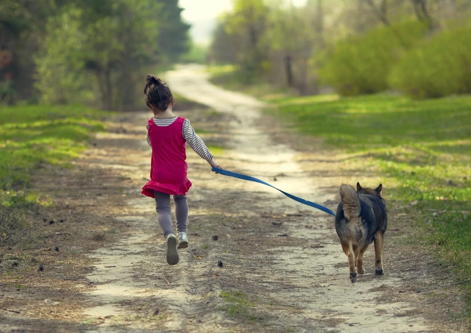 Собаки бегут по дороге. Собака бежит по дороге. Девушка бежит с собакой. Девочка бегает на поле с собакой. Собака бегает по дороге.