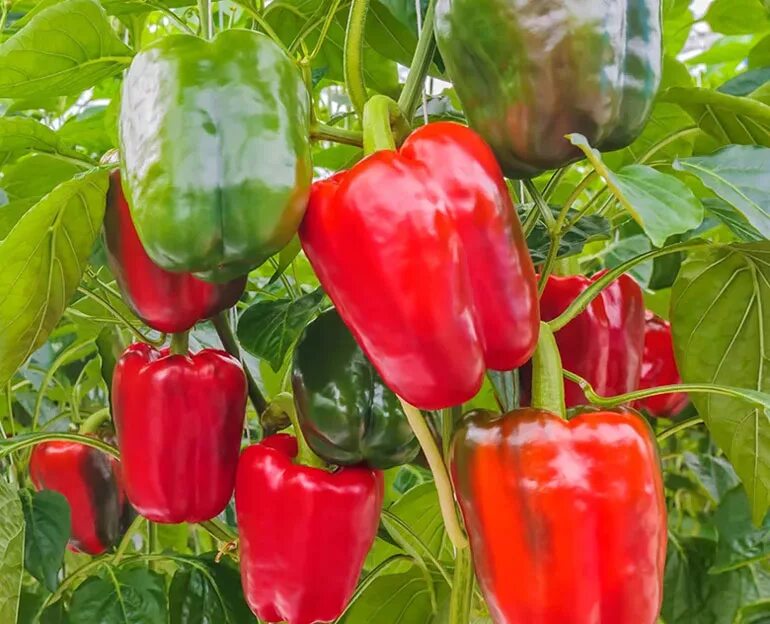 Семена. Гавриш перец бизон. Перец сладкий семена сорт сибирский князь. Перец фиделио f1. Семена алтая перец урожайный для открытого грунта.