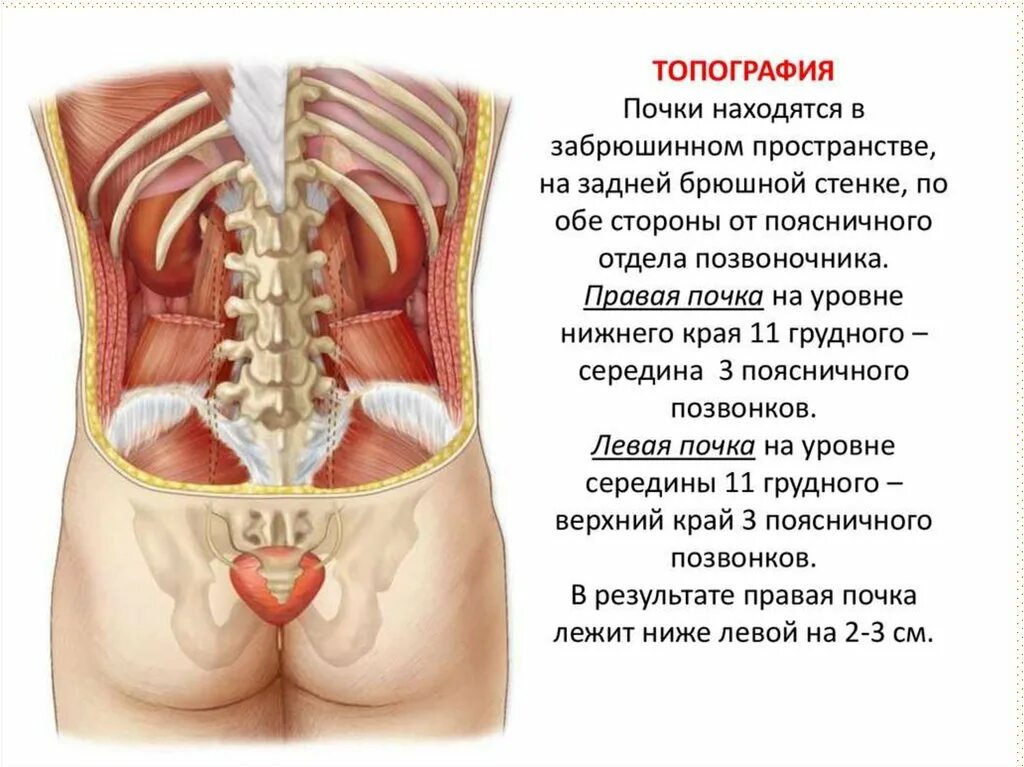 Показать где находятся почки. Местоположение почек у человека. расположение органов у человека почки. почки анатомия расположение. строение человека почки внутренние органы сзади спины.