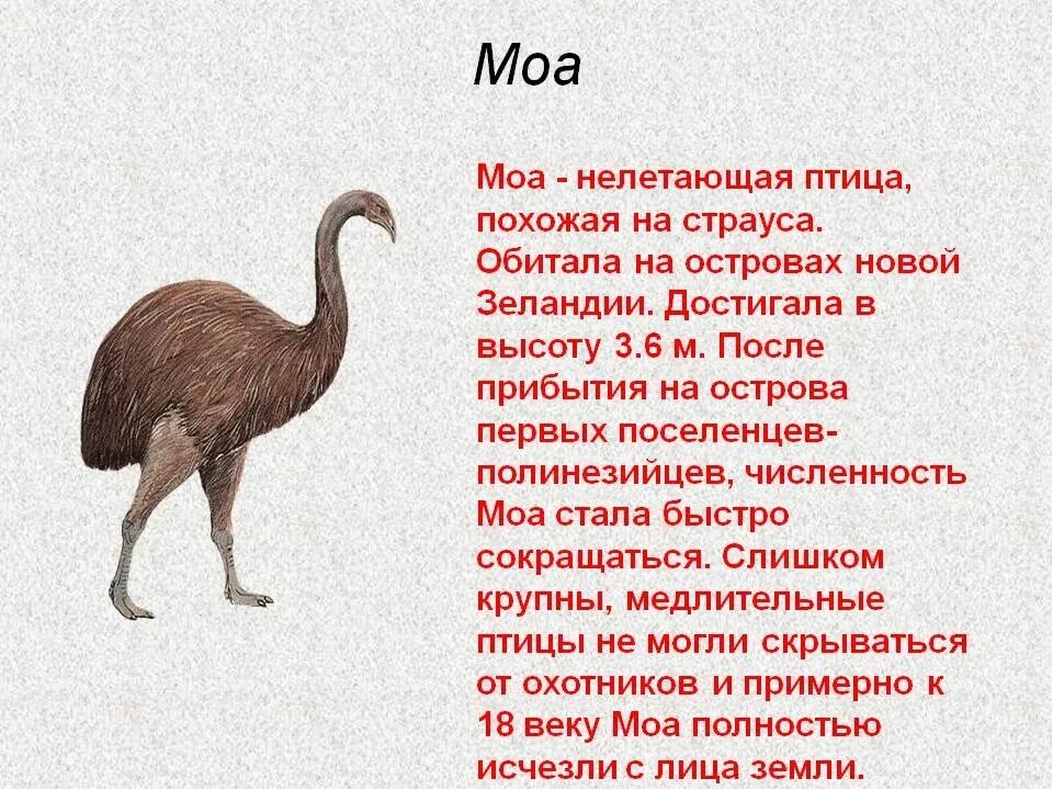 Сообщение на тему вымирающие животные. Моа вымершая птица. бескрылая птица моа красная книга. сообщение о животном из черной книги. вымершие птицы по вине человека.