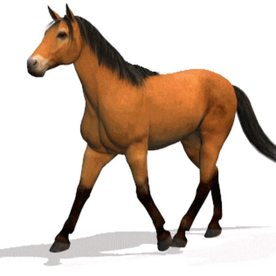 Лошадь анимация. Лошадь на зеленом фоне. Анимированная лошадь. Лошадь на прозрачном фоне. Хорс 3