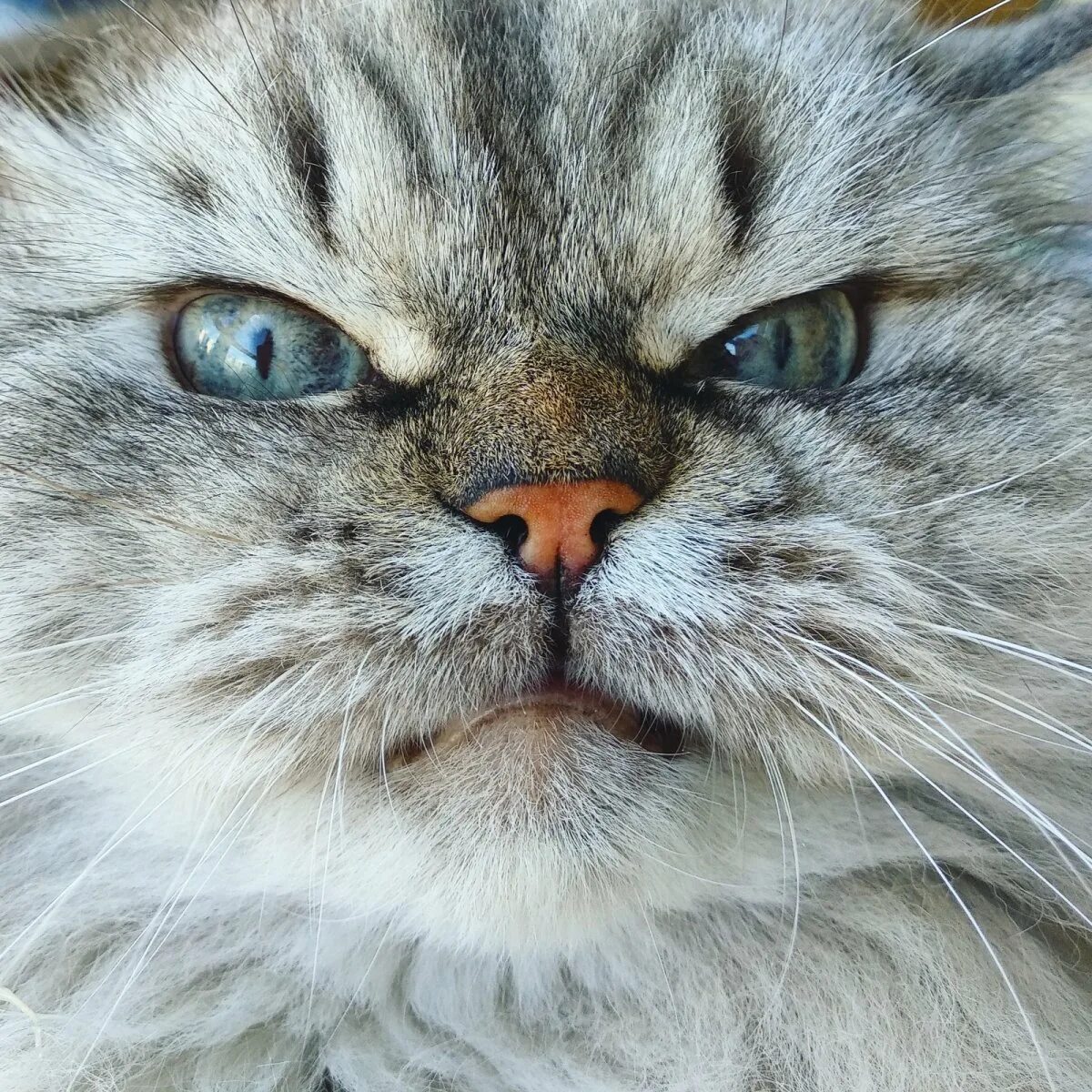 Сон злые коты. Злокот. серьезный кот. злые коты.