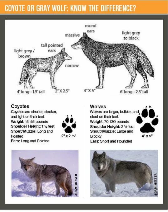 Как отличить волка. Различия между собакой и волком. Шакал и волк отличия. Отличие волка от собаки. Койот и волк отличие.