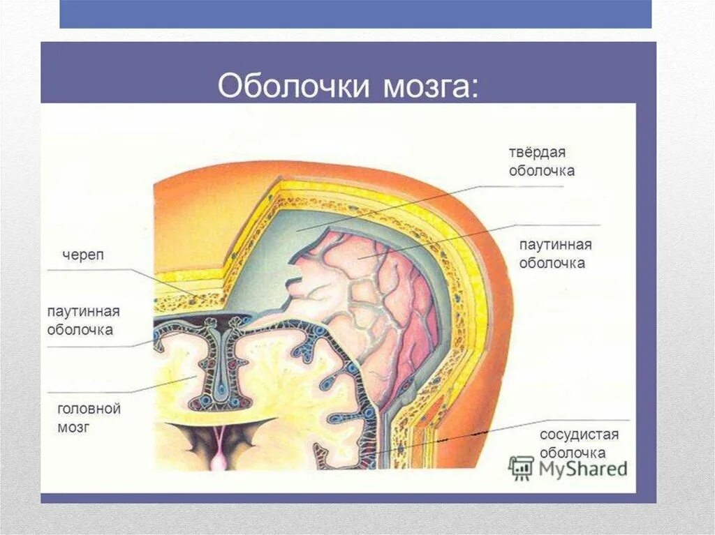 Три оболочки мозга. Схема строения оболочек головного мозга. Строение оболочек головного мозга мягкая паутинная твердая. Твердая мозговая оболочка головного мозга схема. Опишите строение оболочек головного мозга.