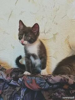 Котята в добрые руки санкт петербург