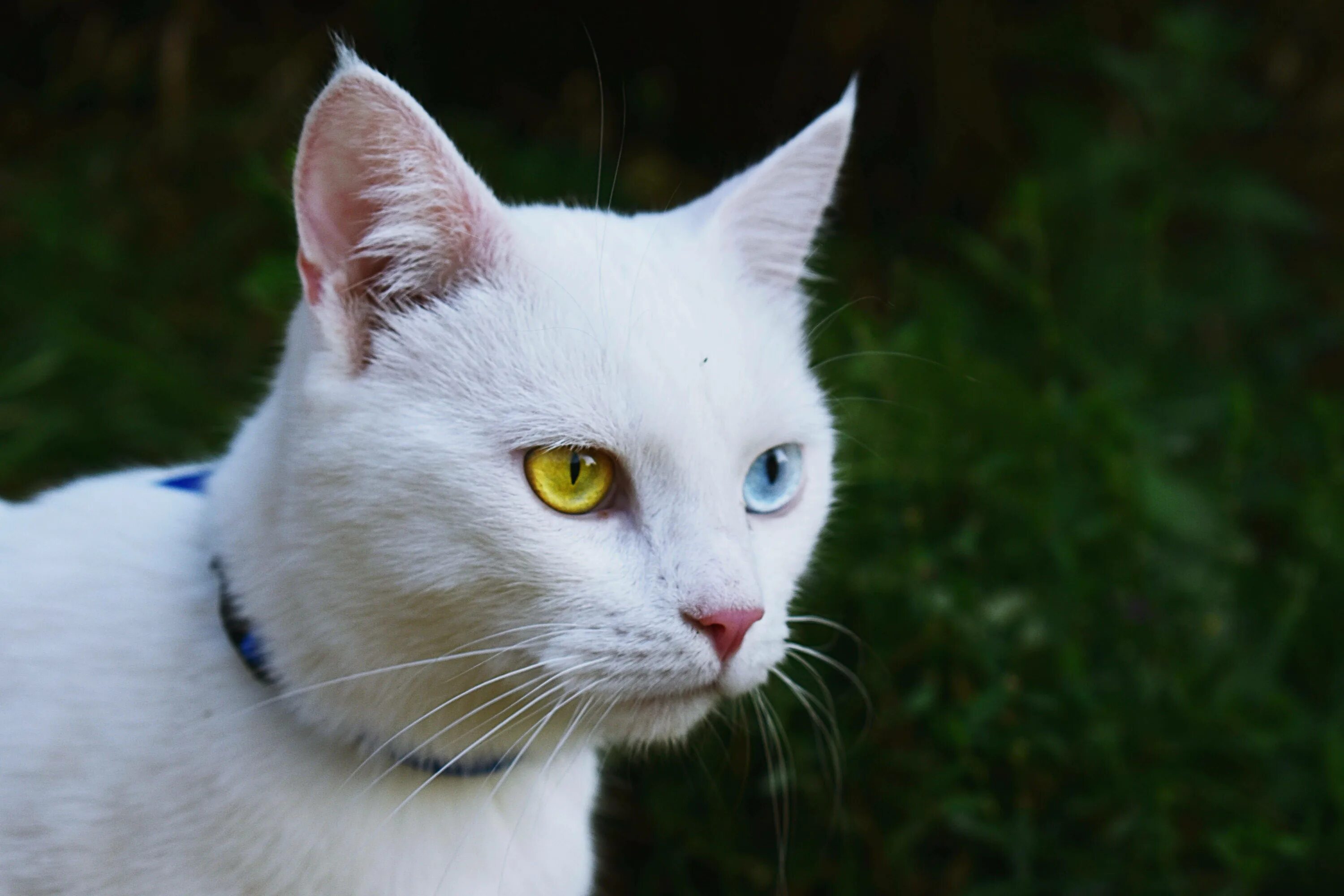 Как называется белая порода кошек. Турецкая ангора кошка гетерохромия. Порода Khao Manee. Турецкая ангора разноглазая. Гетерохромия као мани.