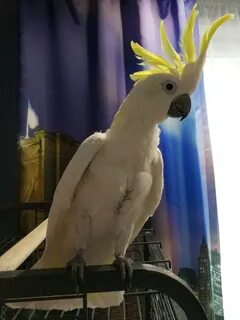 Какаду мальчику