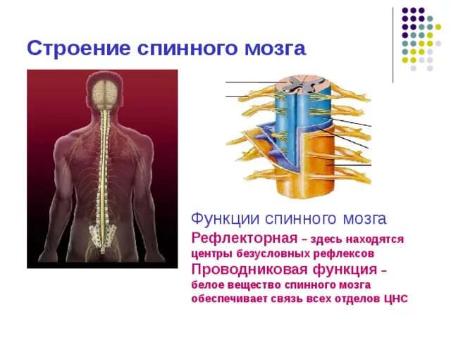 Проводниковая функция спинного мозга таблица. Проводниковая функция спинного мозга осуществляется. Спинной мозг строение и функции. Проводнркова фугкция спрнного мозга. Вещество спинного мозга выполняющие проводниковую функцию