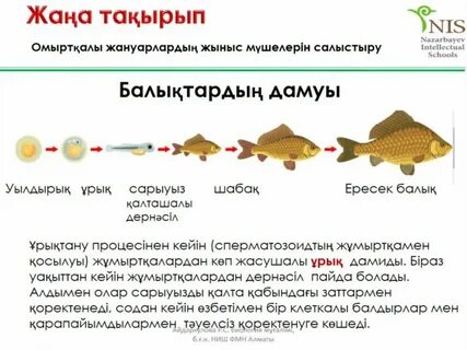 Әйел сперматозоидтары ағып жатқан порно