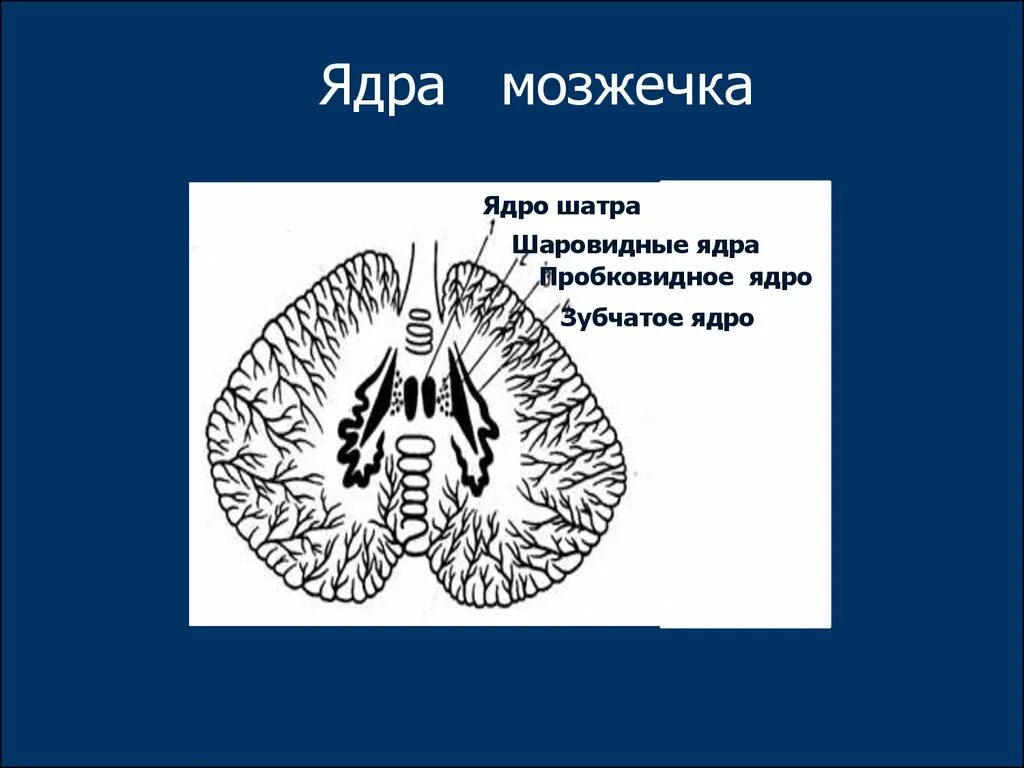 Ядро шатра пробковидное ядро и зубчатое ядро структуры. Шаровидное ядро мозжечка. Зубчатое ядро на разрезе мозжечка. Строение мозжечка зубчатое ядро.