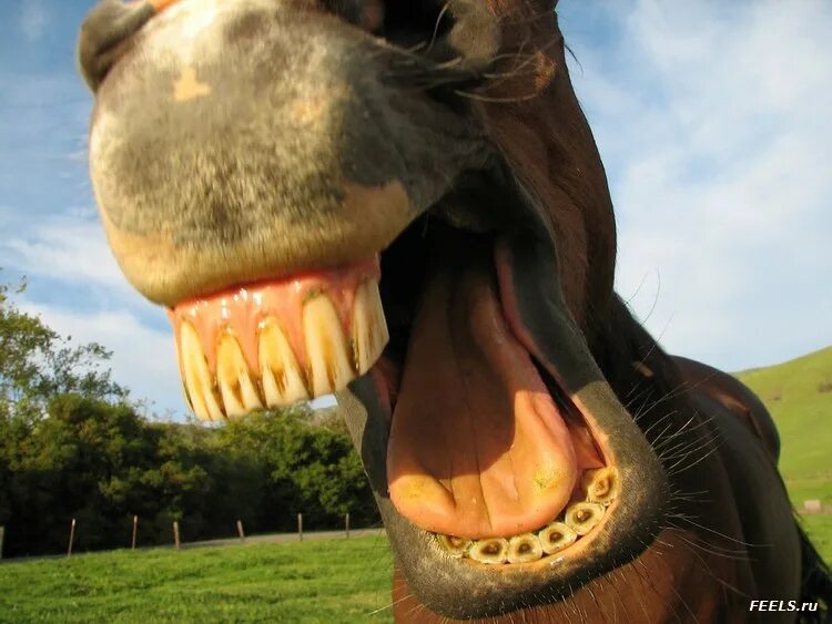 Striking horse pony free image download