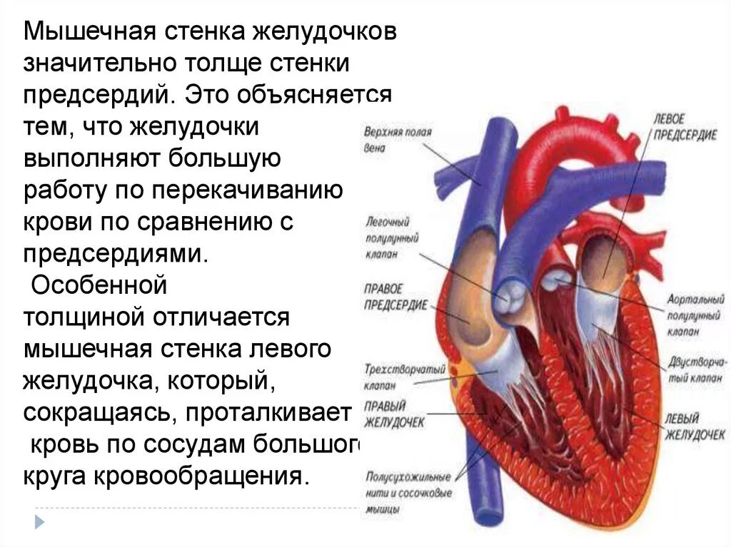 Сердце правое предсердие левое предсердие желудочек. Мышечная стенка сердца желудочков. Строение желудочков сердца. Строение сердца желудочки предсердия. Правый желудочек функции