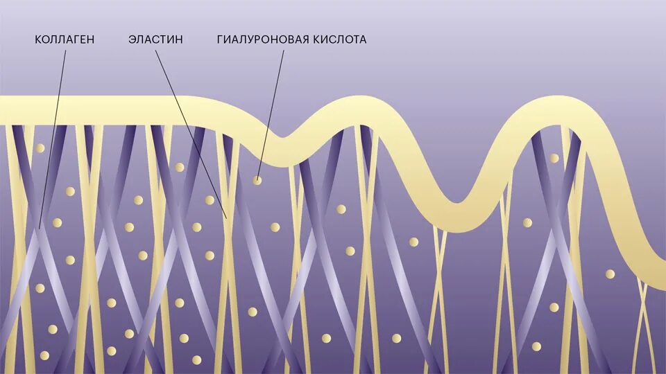 Коллаген картинка. Эластин и коллаген и ретикулин. Коллагеновые волокна соединительной ткани. Дерма коллаген и эластин. Коллагеновые волокна кожи.