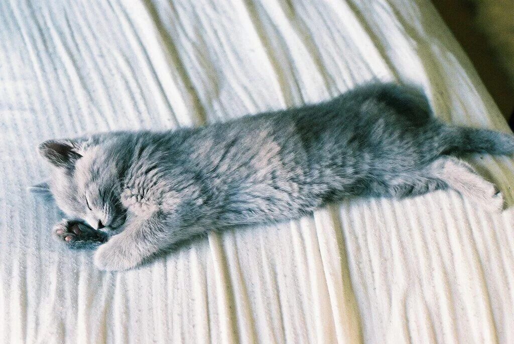 Спящий серый кот. Спящий серый котенок. серый котёнок. спящие серые котята.