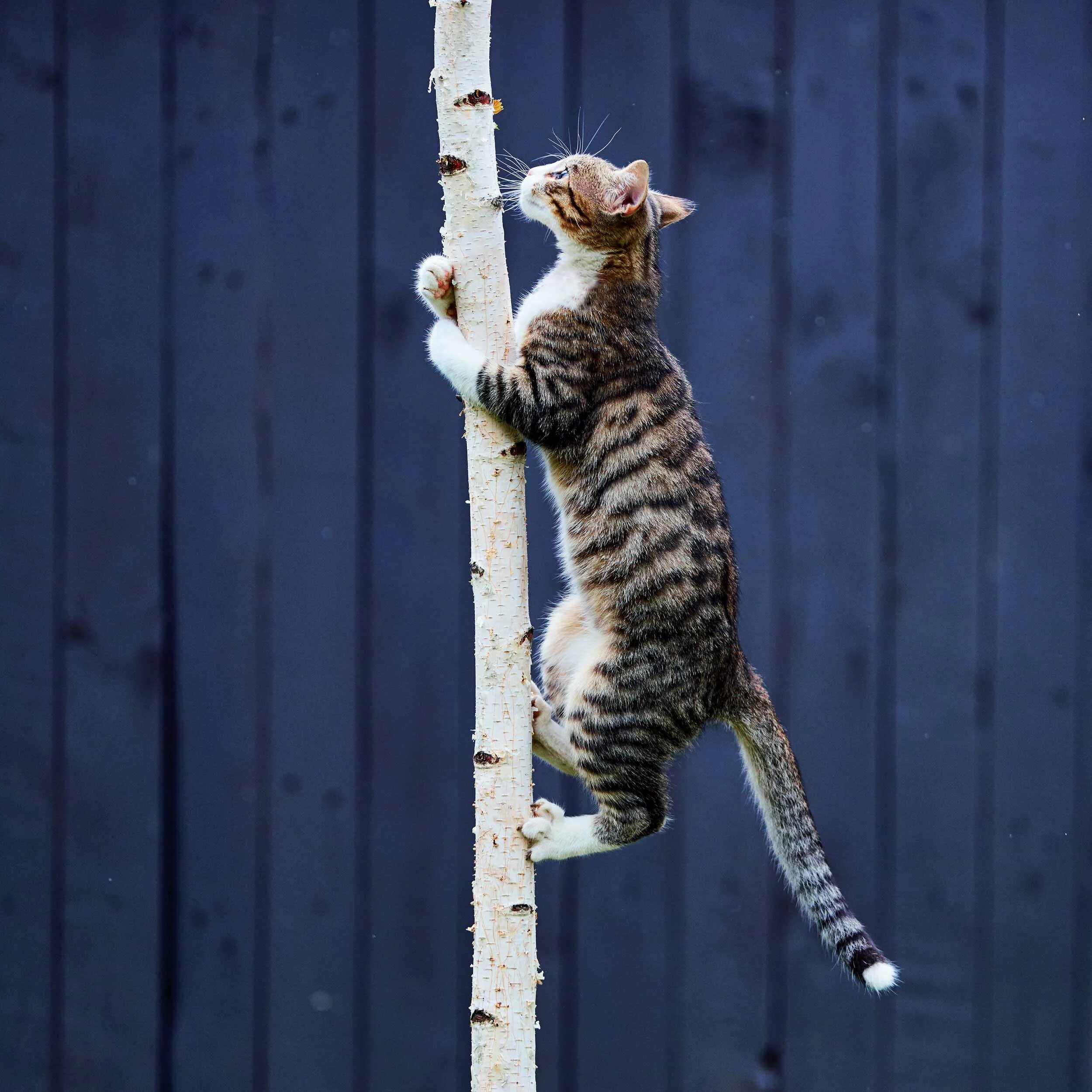 I can climb like a cat. Кошки на дереве. cat can climb. animals can climb. can climb животные.