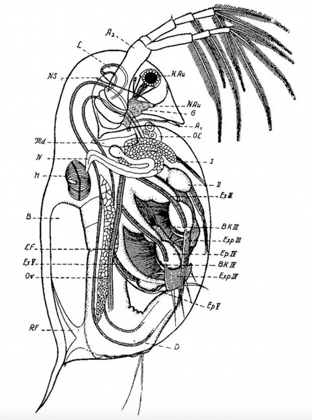 Дафнии и циклопы. Кровеносная система дафнии. Внутреннее строение дафнии. Внутреннее строение дафнии. Дафния строение.