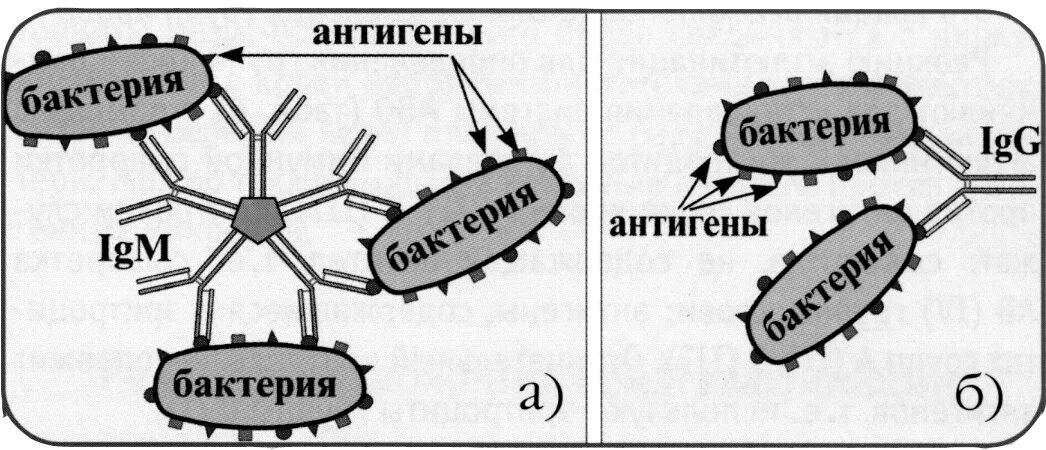 Реакция агглютинации антиген. Реакция агглютинации микробиология. реакция агглютинации микробиология механизм. реакция агглютинации схема микробиология. антигены бактерий схема.