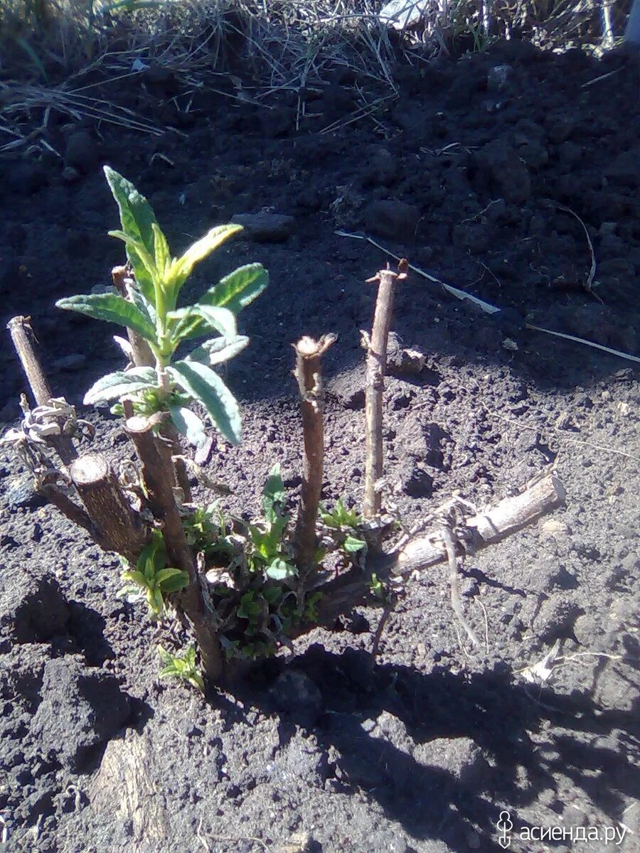 Будлею надо обрезать на зиму. Черенковать будлею. буддлея давида обрезка. буддлея давида росток. росток будлеи.