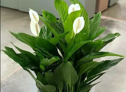 Дом цветок спатифиллум