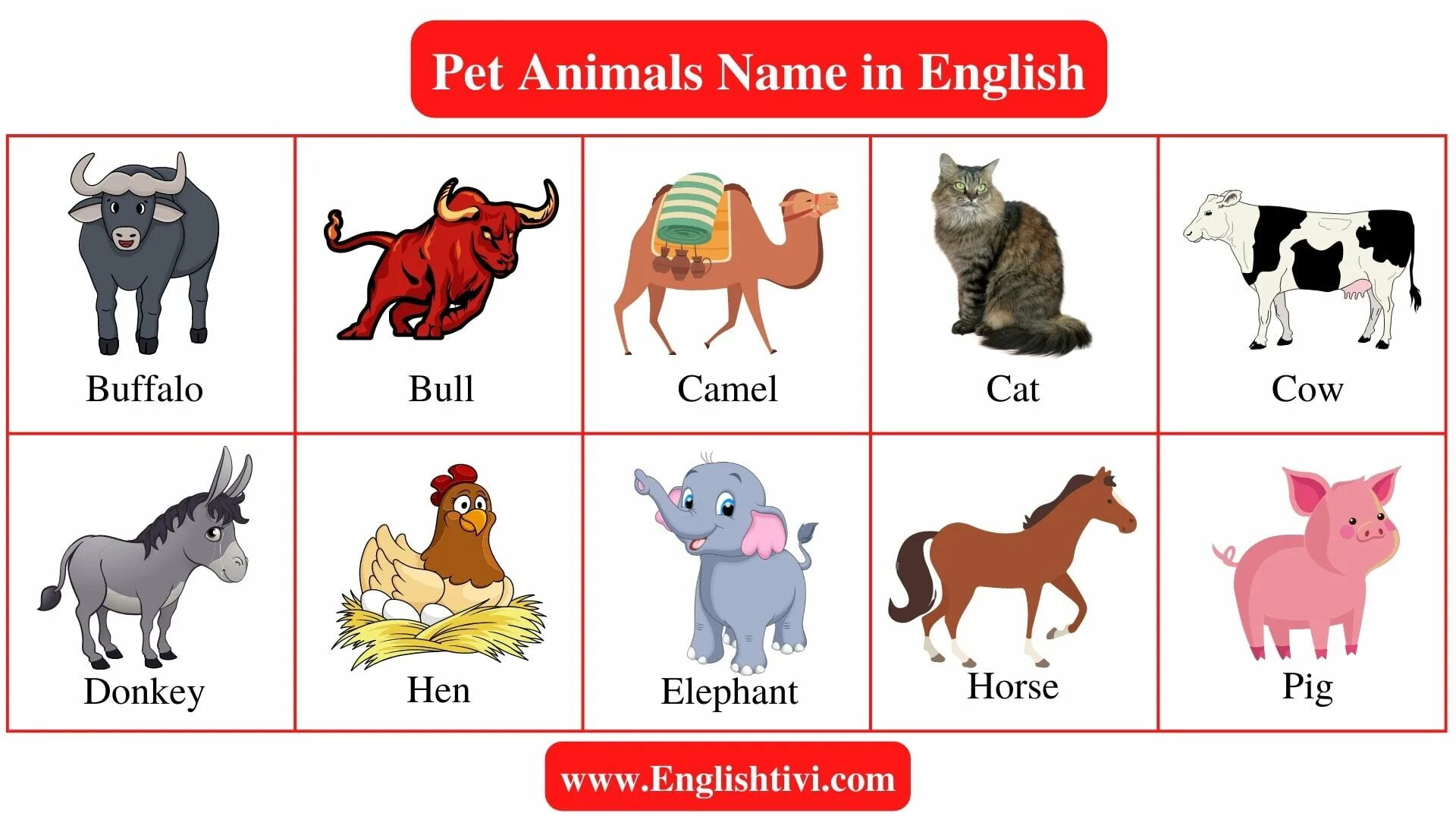 Name 5 pets