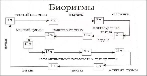 Циркадный ритм человека схема расположения Opinion: Plants can tell time even without a brain University of Cambridge
